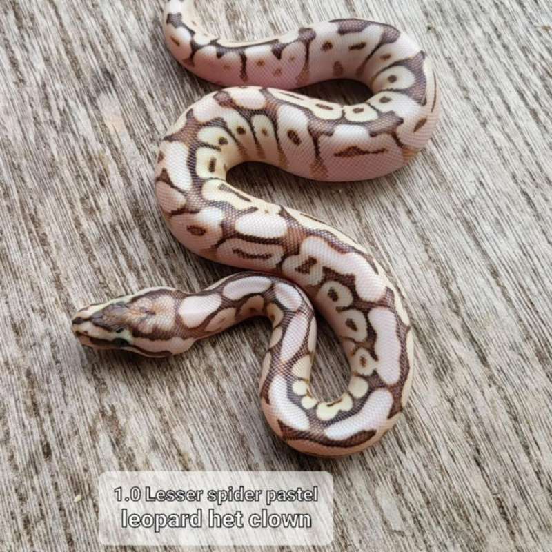 Lesser Spider Pastel Leopard het Clown