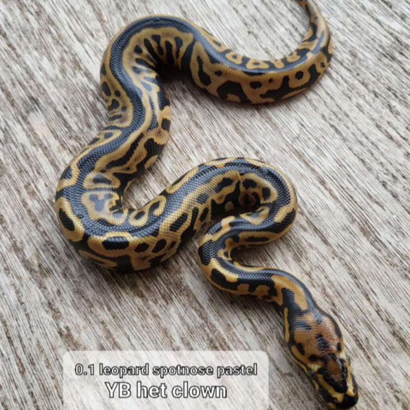 Leopard Spotnose Pastel YB het Clown
