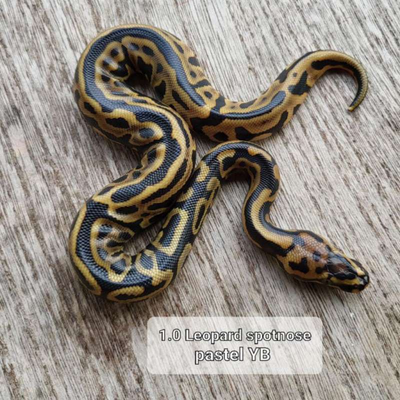 Leopard Spotnose Pastel YB