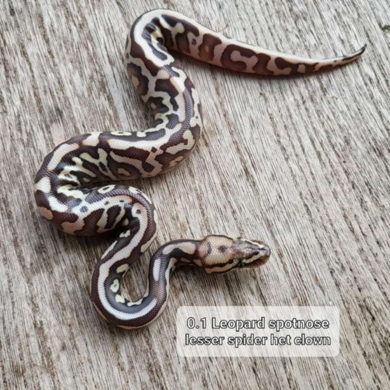 Leopard Spotnose Lesser Spider het Clown