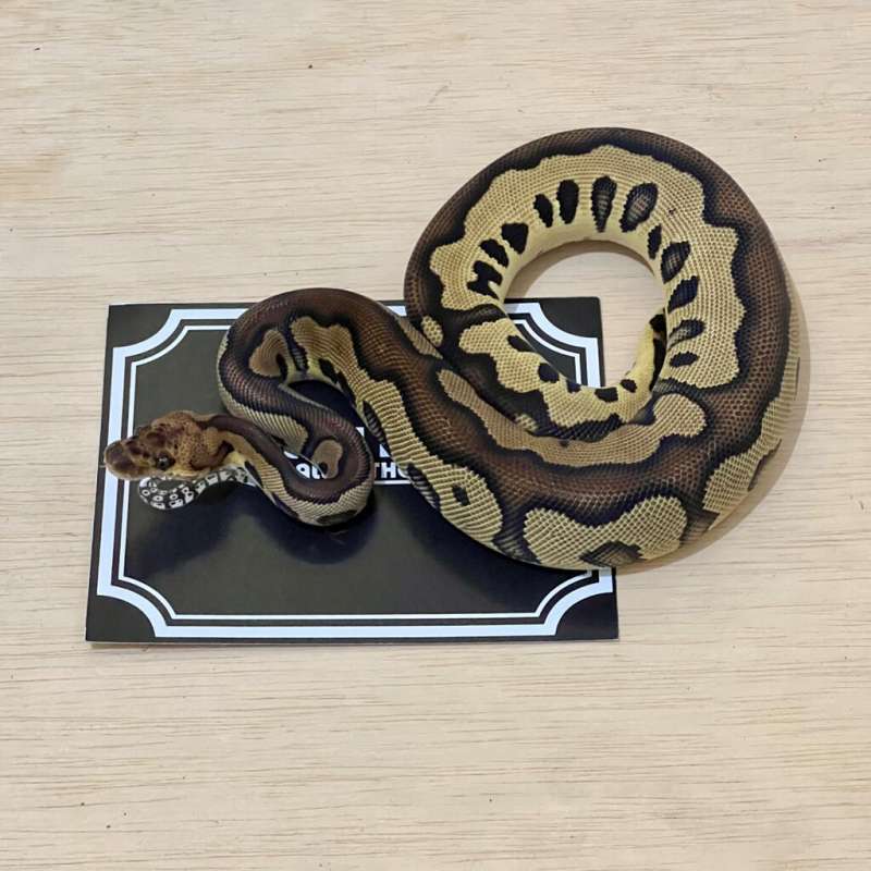 Leopard Clown Ball Python