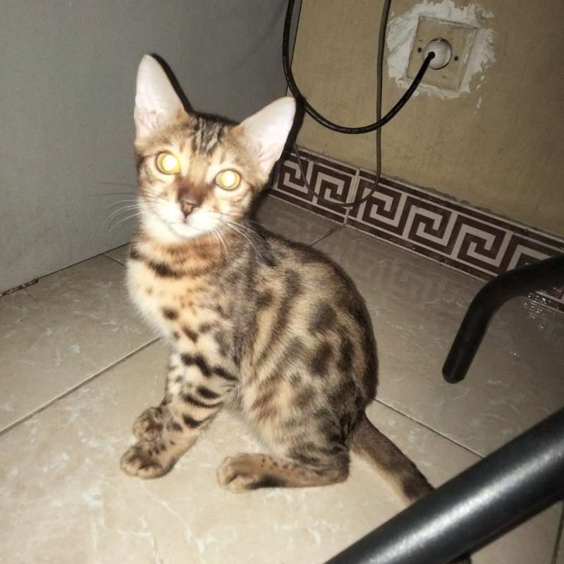 Kucing bengal