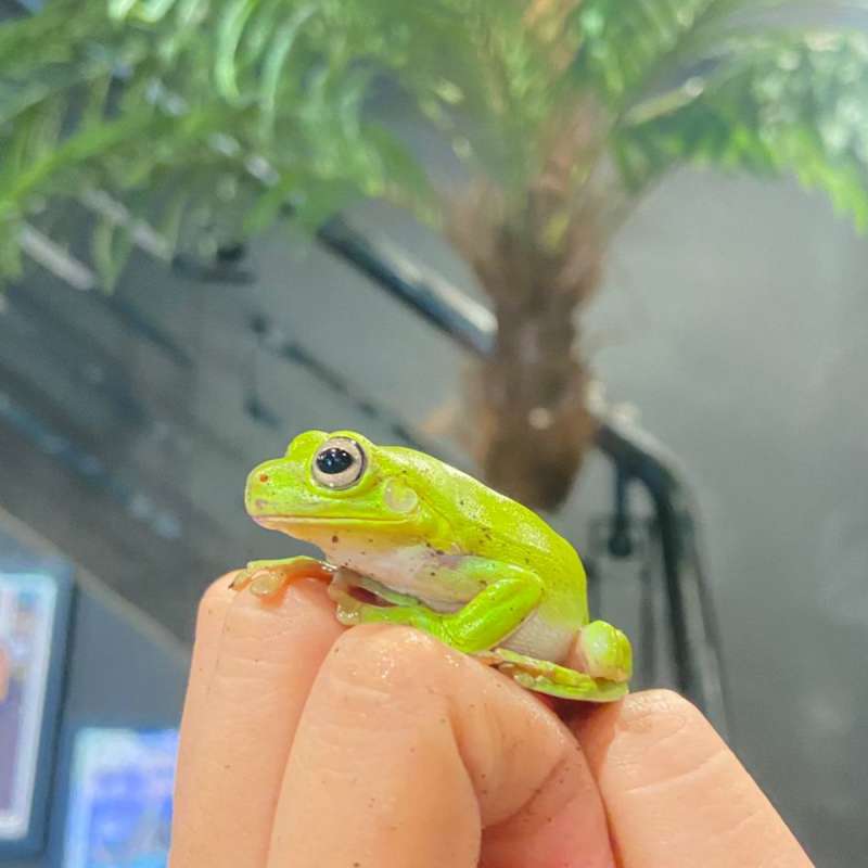 dumpy frog