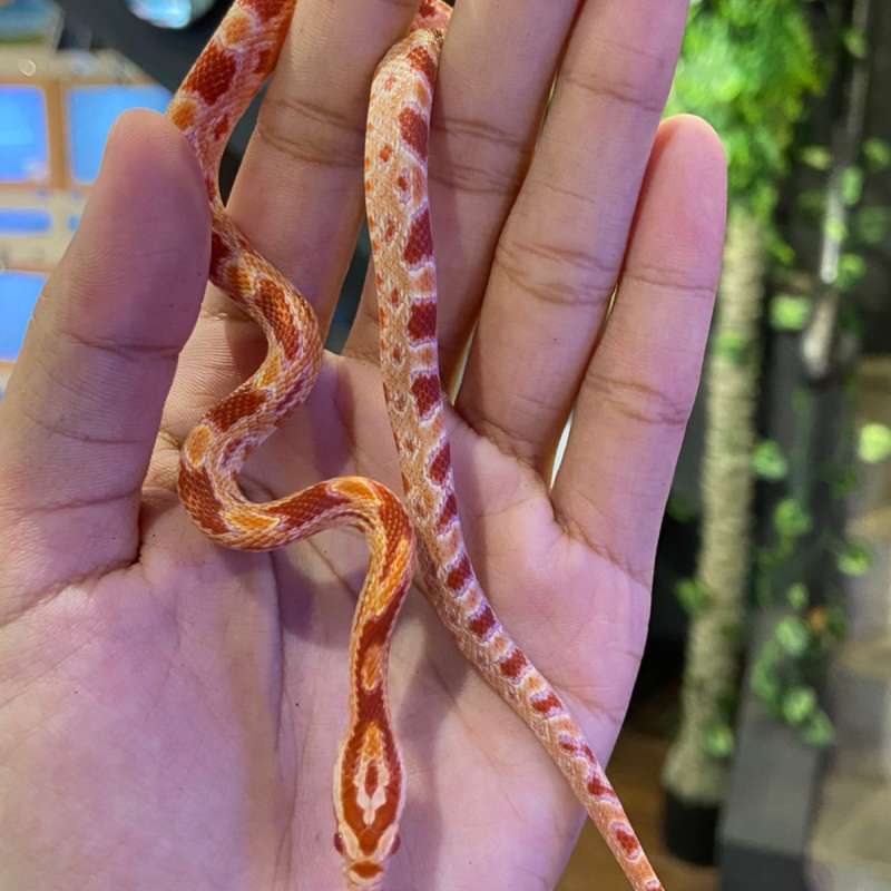 cornsnake amelanistic