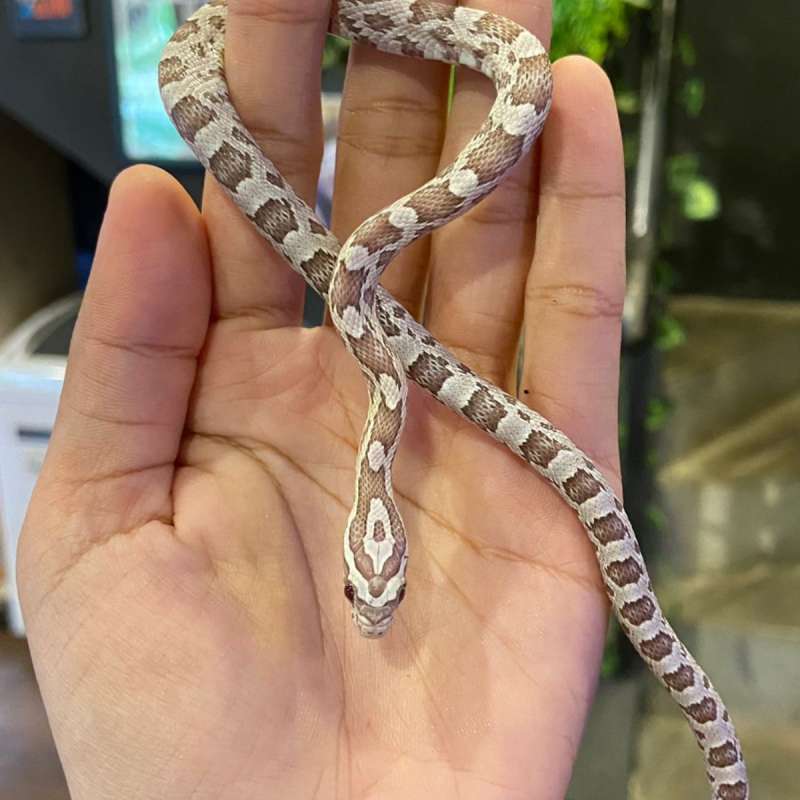 cornsnake ghost