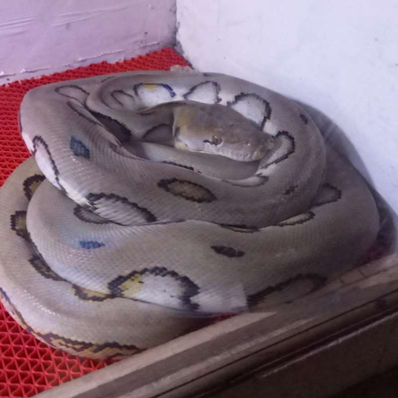 Reticulatus harleyqueen Betina