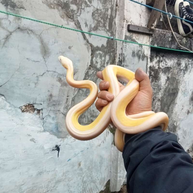 Reticulatus super Tiger motley sunfire albino