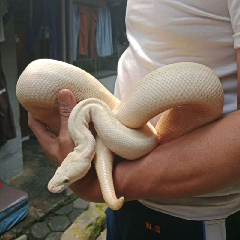 Ballpython Lucy phantom lasser betina