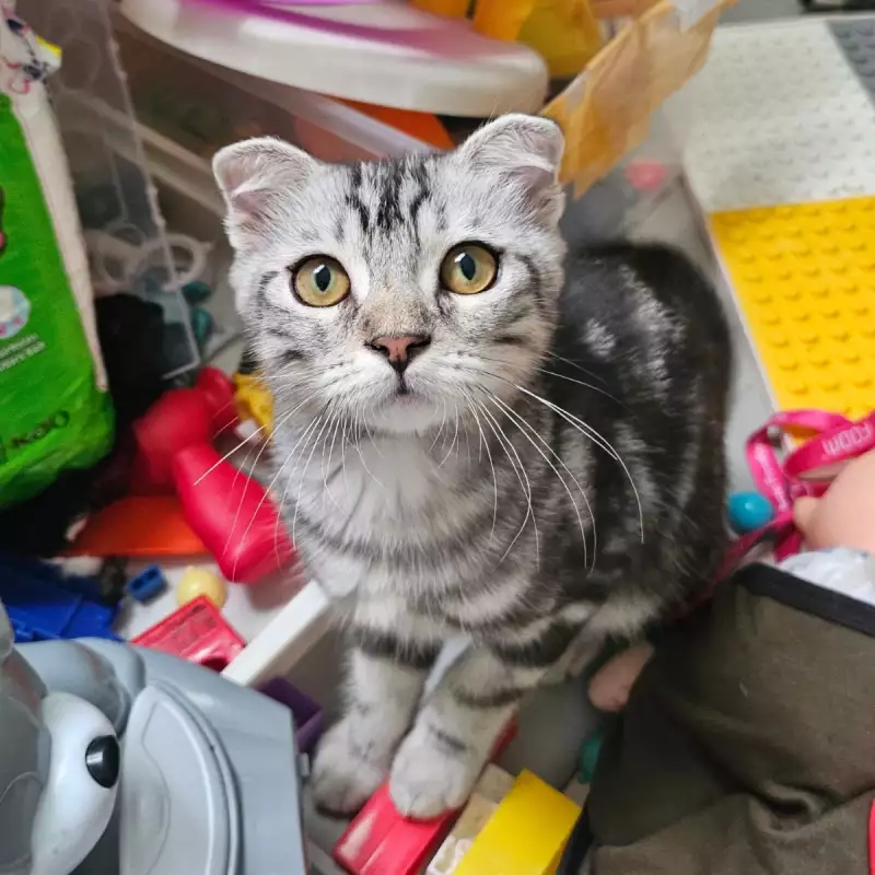 Kucing ns munckin scottish fold
