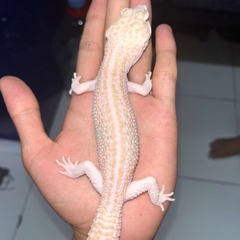 Super Snow Raptor Pied line