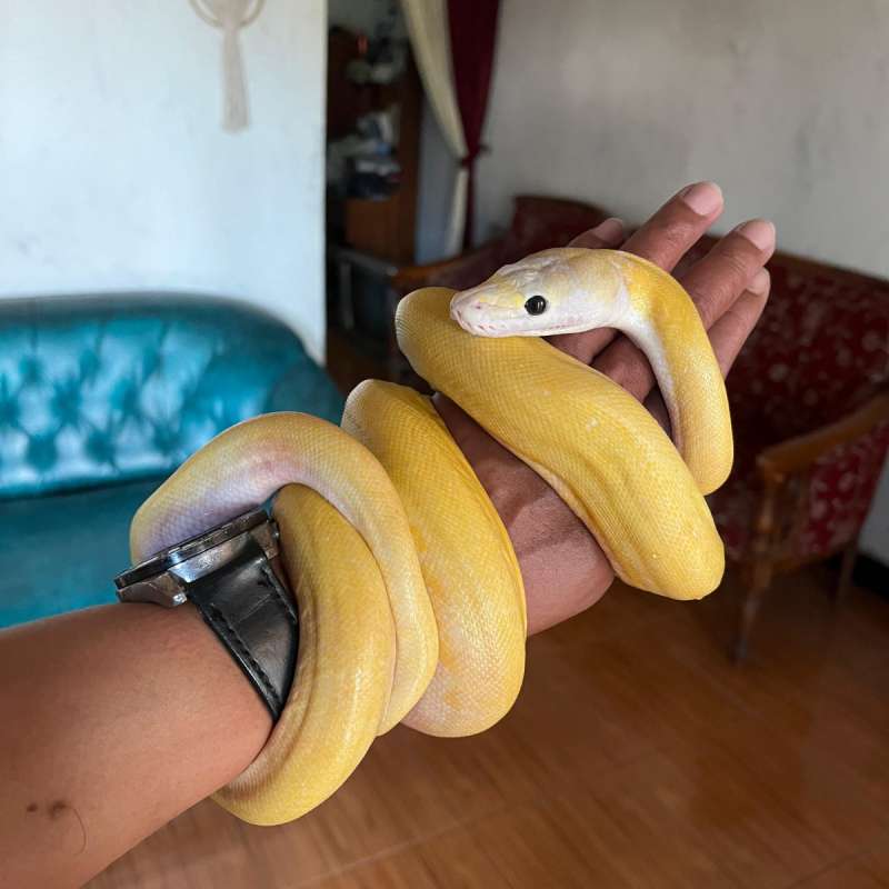 Reticulatus Ivory