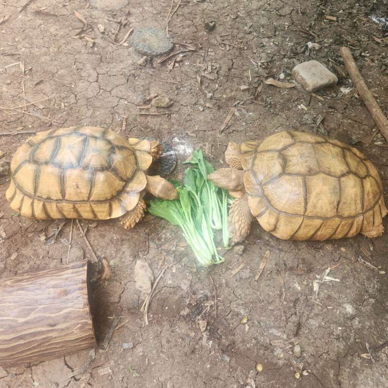 Sulcatta Kura Darat Sepasang Jantan 45cm Betina 54cm