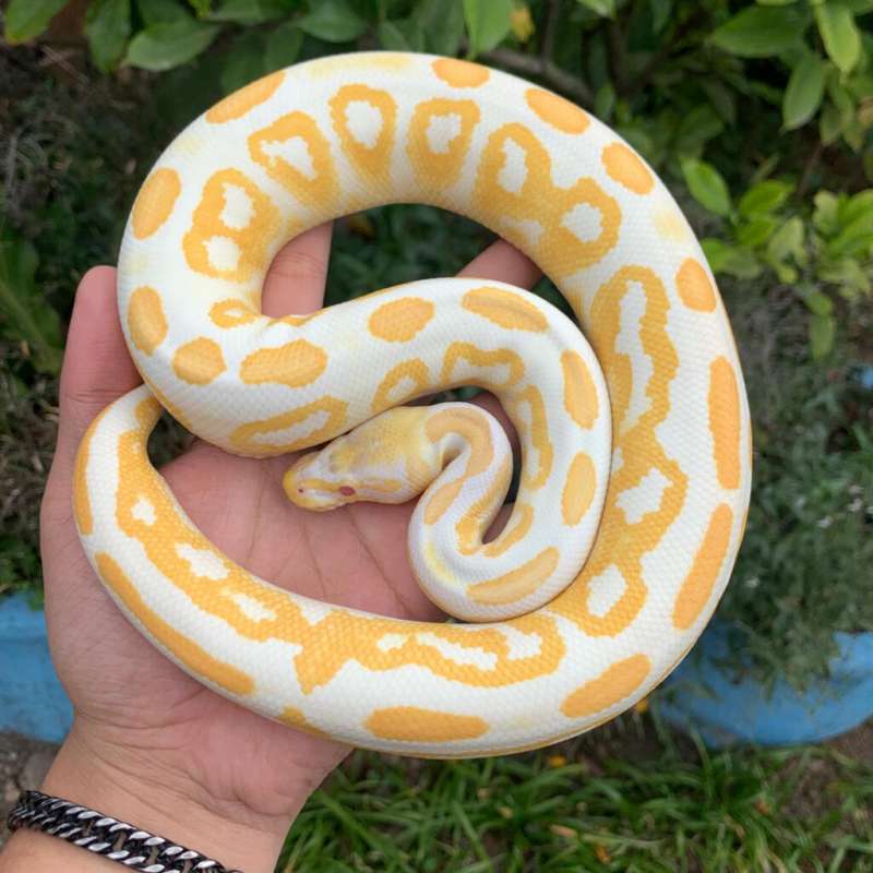 Blackpastel Albino