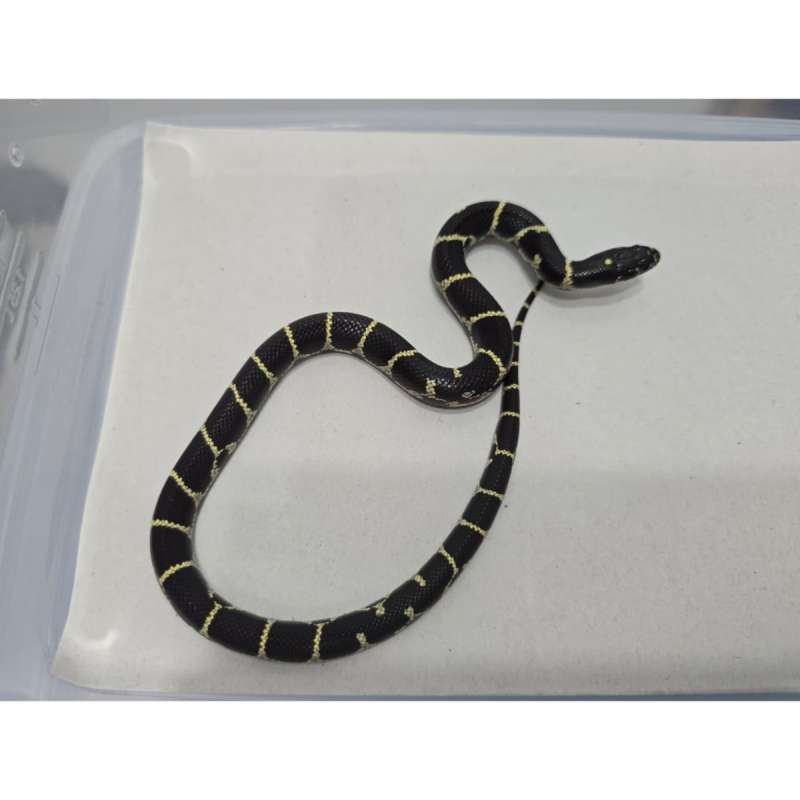 Mexican Black Kingsnake Hybrid Kingsnake MBK Motif Gahar kode A