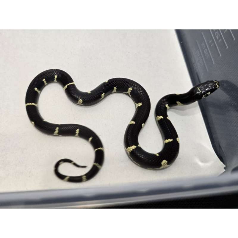 Mexican Black Kingsnake Hybrid Kingsnake MBK Motif Gahar kode B