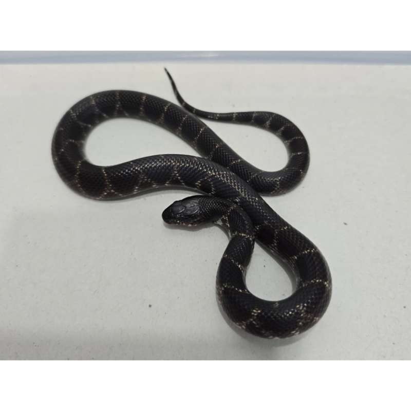Mexican Black Kingsnake Hybrid Kingsnake MBK Motif Gahar kode C