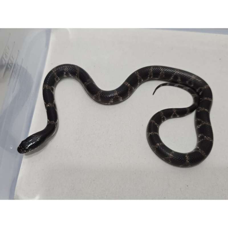 Mexican Black Kingsnake Hybrid Kingsnake MBK Motif Gahar kode E