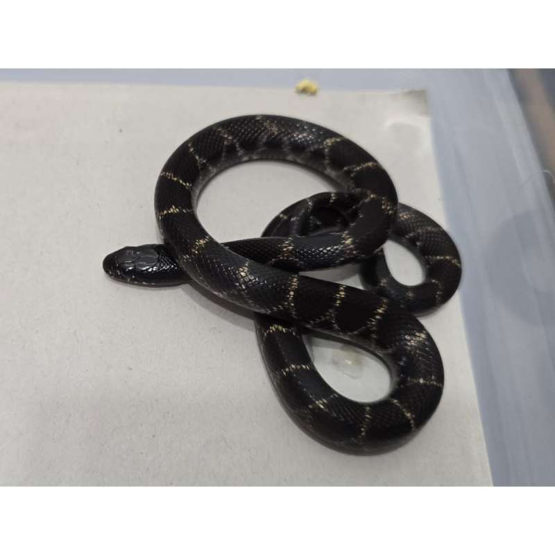 Mexican Black Kingsnake Hybrid Kingsnake MBK Motif Gahar kode F