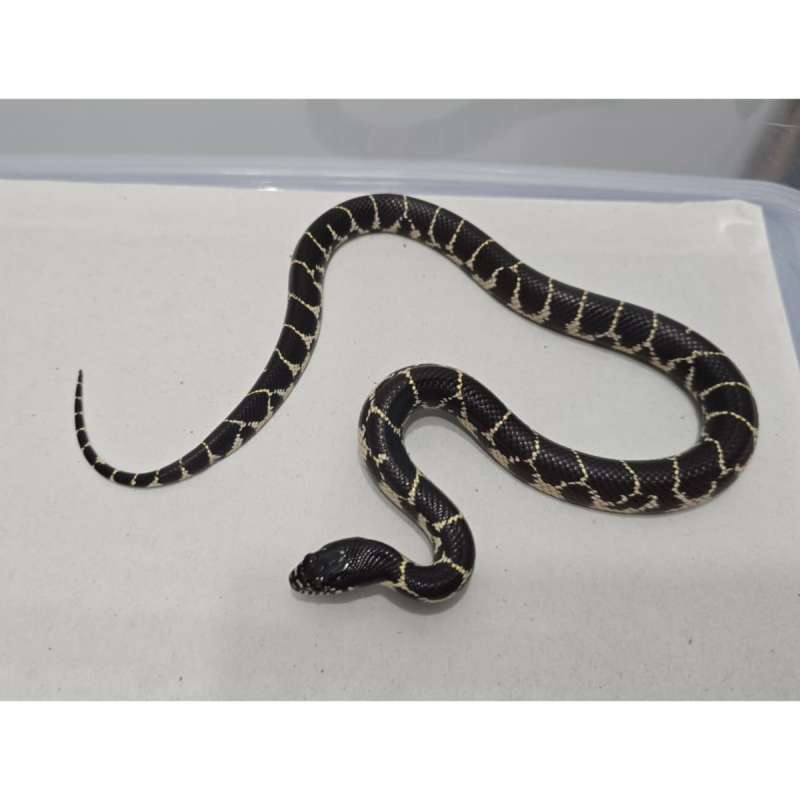 Mexican Black Kingsnake Hybrid Kingsnake MBK Motif Gahar kode G