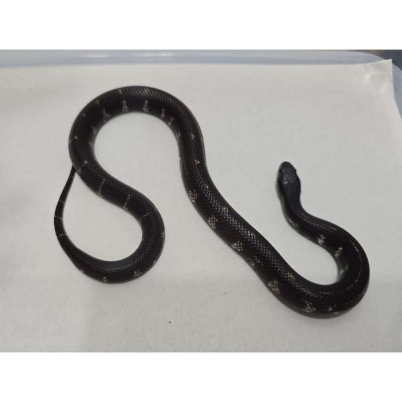 Mexican Black Kingsnake Hybrid Kingsnake MBK Motif Gahar kode H