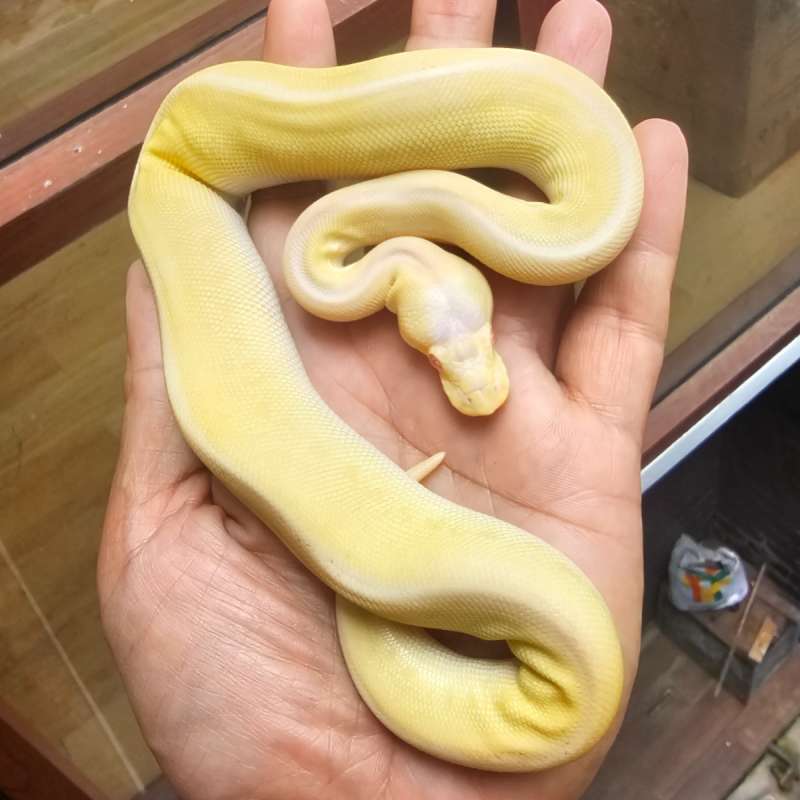 ALBINO MOJAVE PASTEL PINSTRIPE BLACK PASTEL