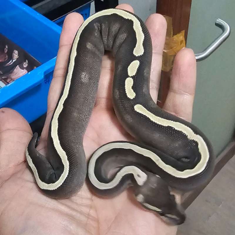 GHI MOJAVE HET PIED