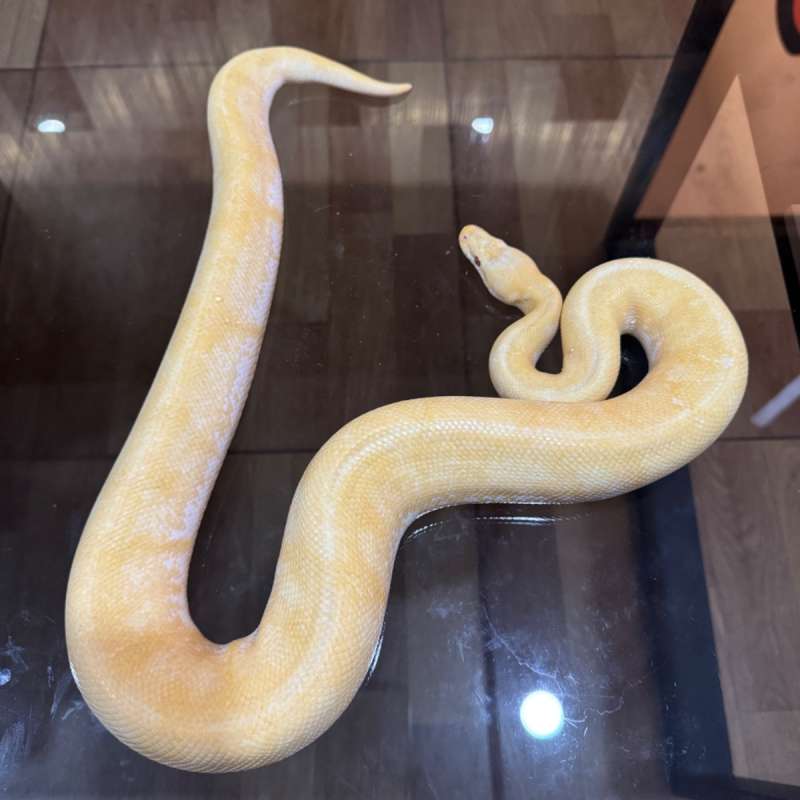 Spider enchi lavender male