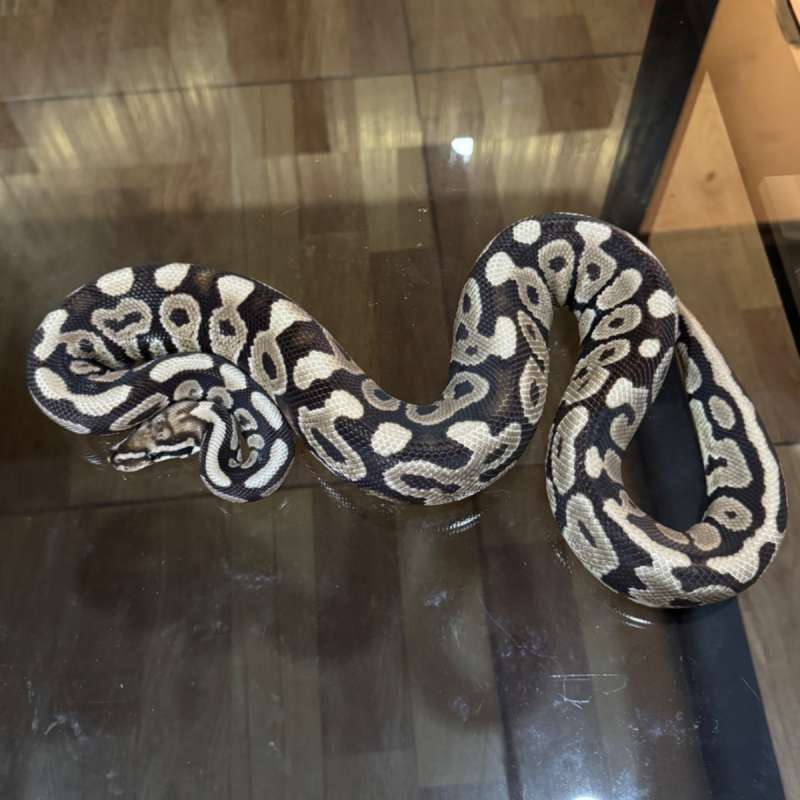 Spotnose het desert ghost clown male