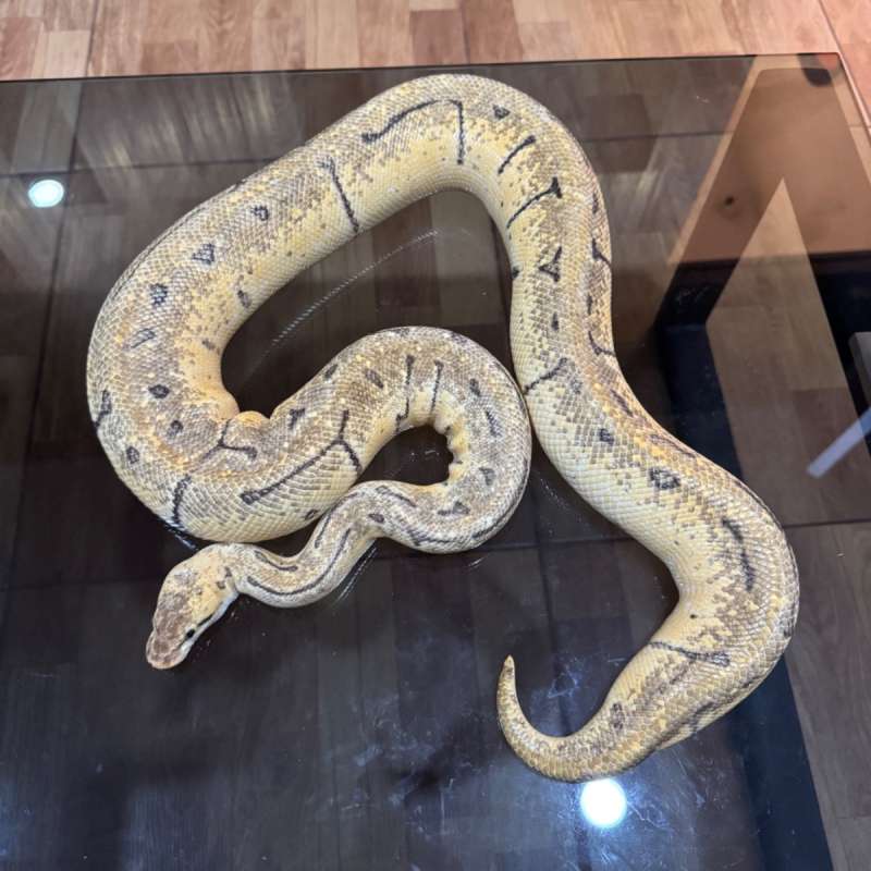 Leopard enchi super pastel het clown female