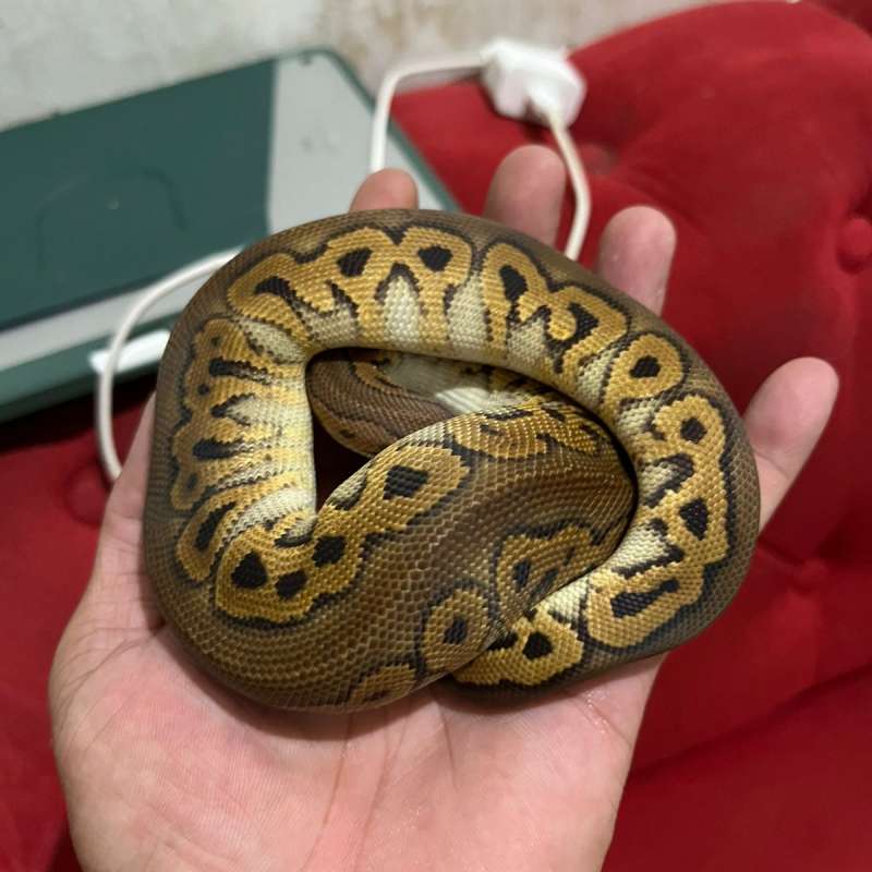 Black Pastel Clown