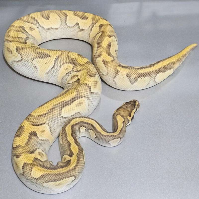 [Proven] Enchi Pastel Mojave Yb Hypo