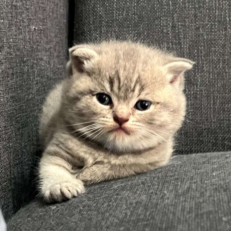 Brittish Shorthair Gray Tabby