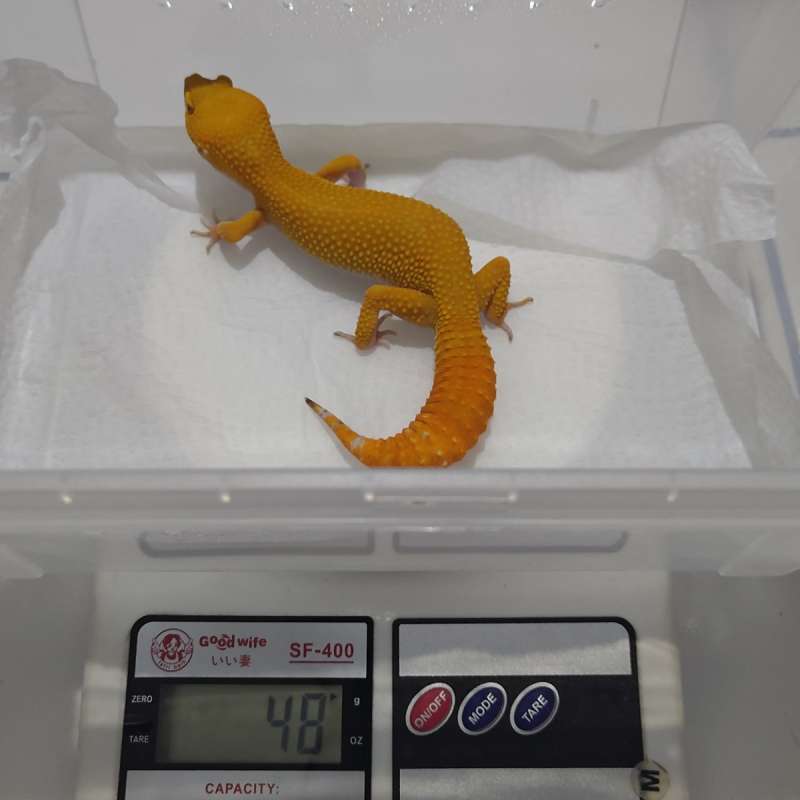 Sunglow poss. Giant full CT