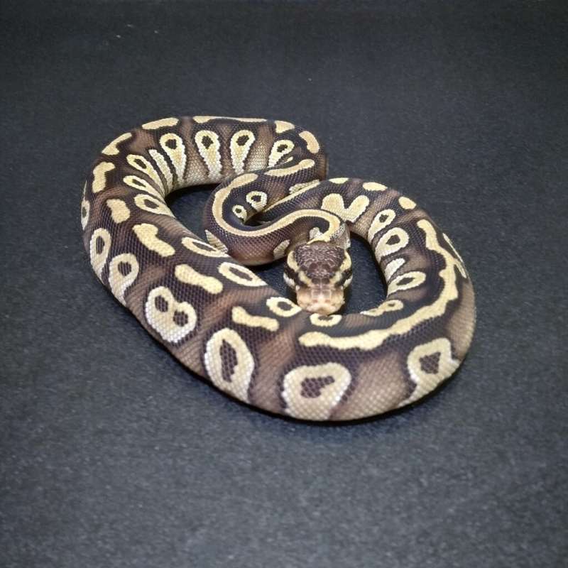 M Orange Dream Phantom Double Het Clown DG
