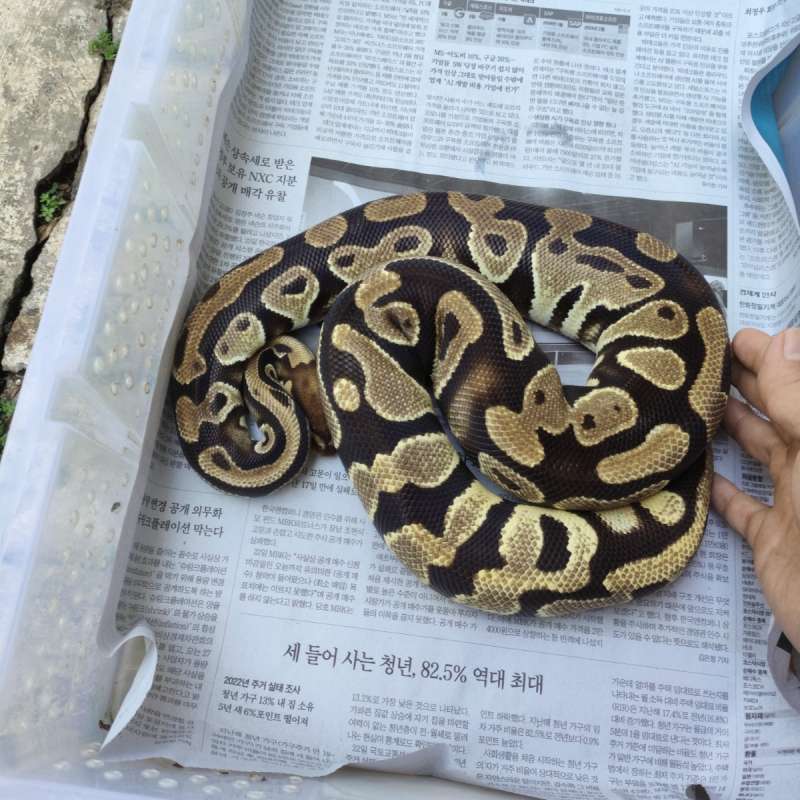 Orange dream het pied clown