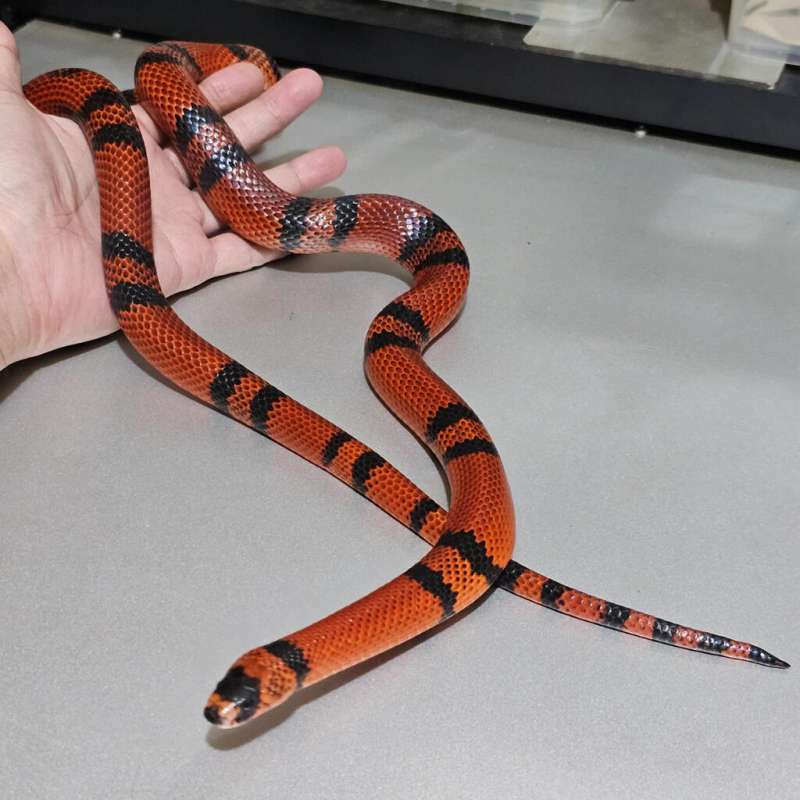 [Rtb] Ms Honduran Bicolor