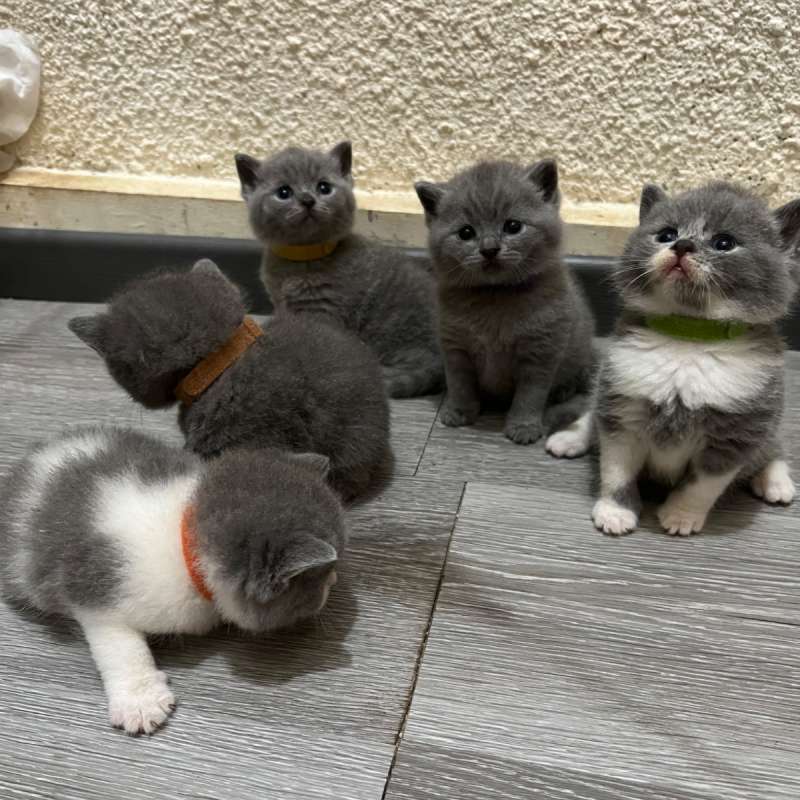 BORONGAN Brittish Shorthair blue solid dan Bicolor