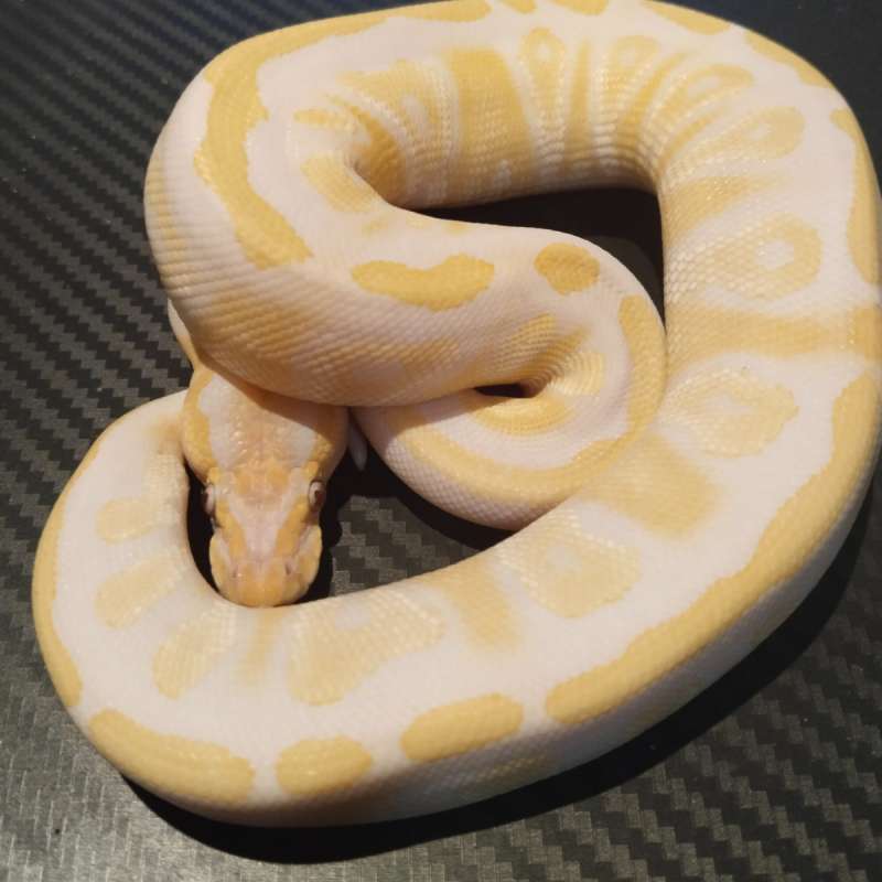 F Premium Mojave Lavender het Pied ph Clown