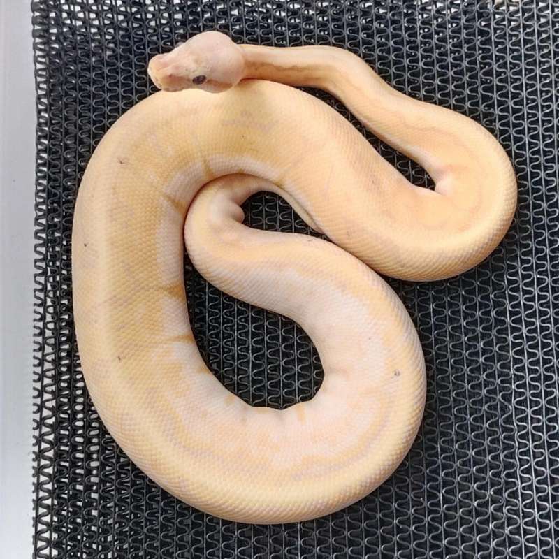 🔥BallPython 3 Gen Raree🔥