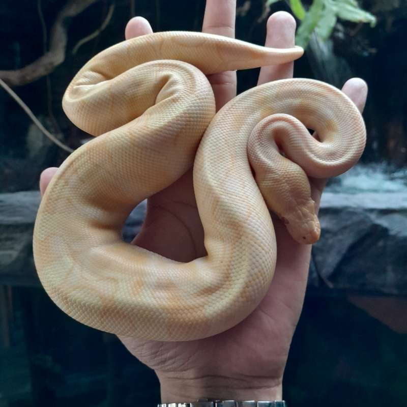 bp albino