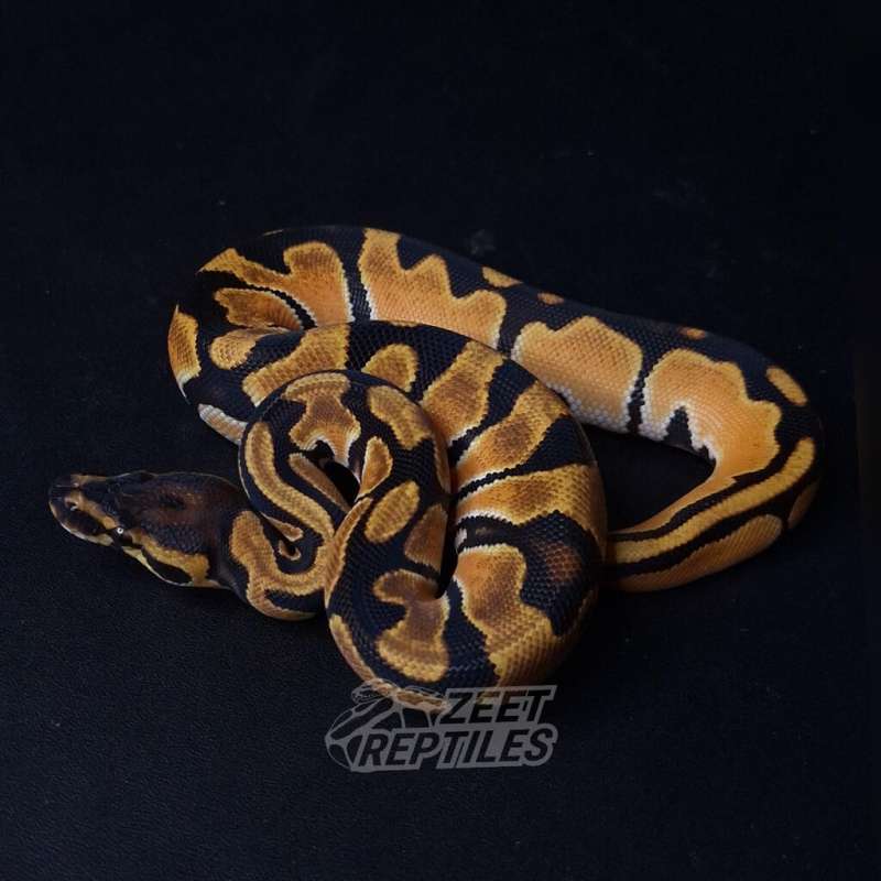 F - Orange Dream Yellow Belly Het Pied