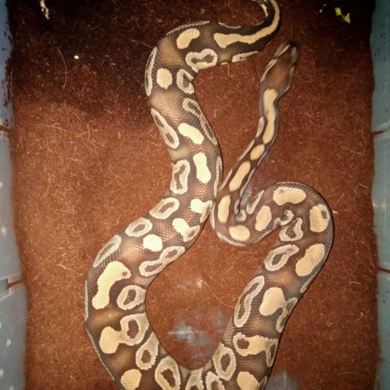 M.MOJAVE HET CLOWN
