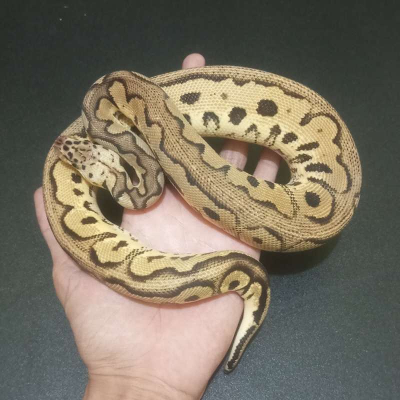 M Pastel Clown
