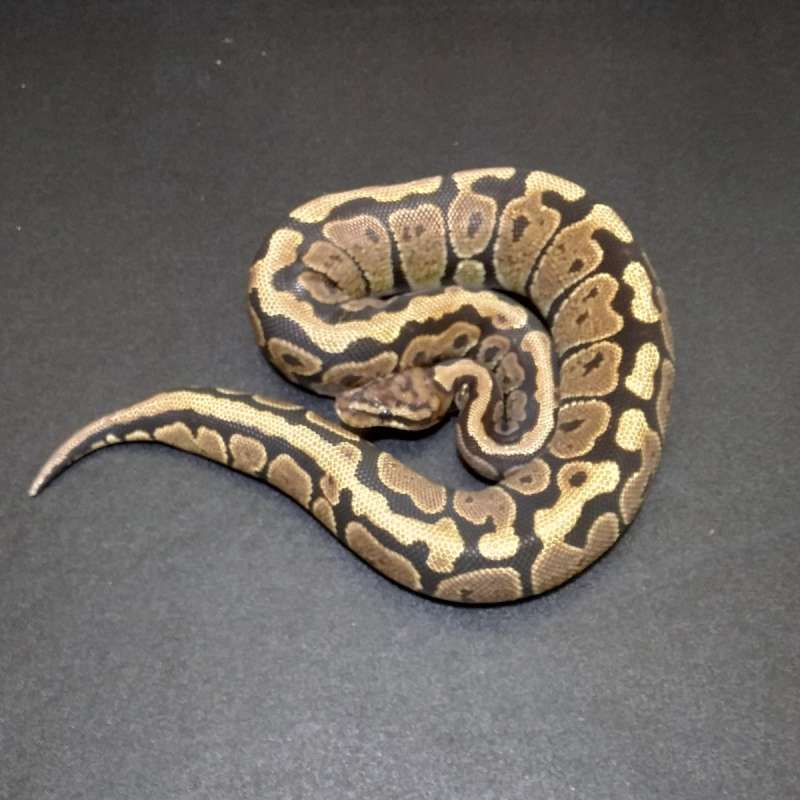 F Spotnose Het Axanthic VPI