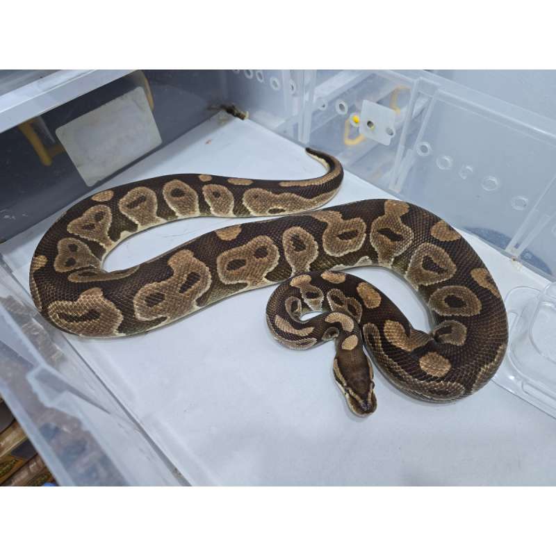 Allelic Blanchi het Clown Proven