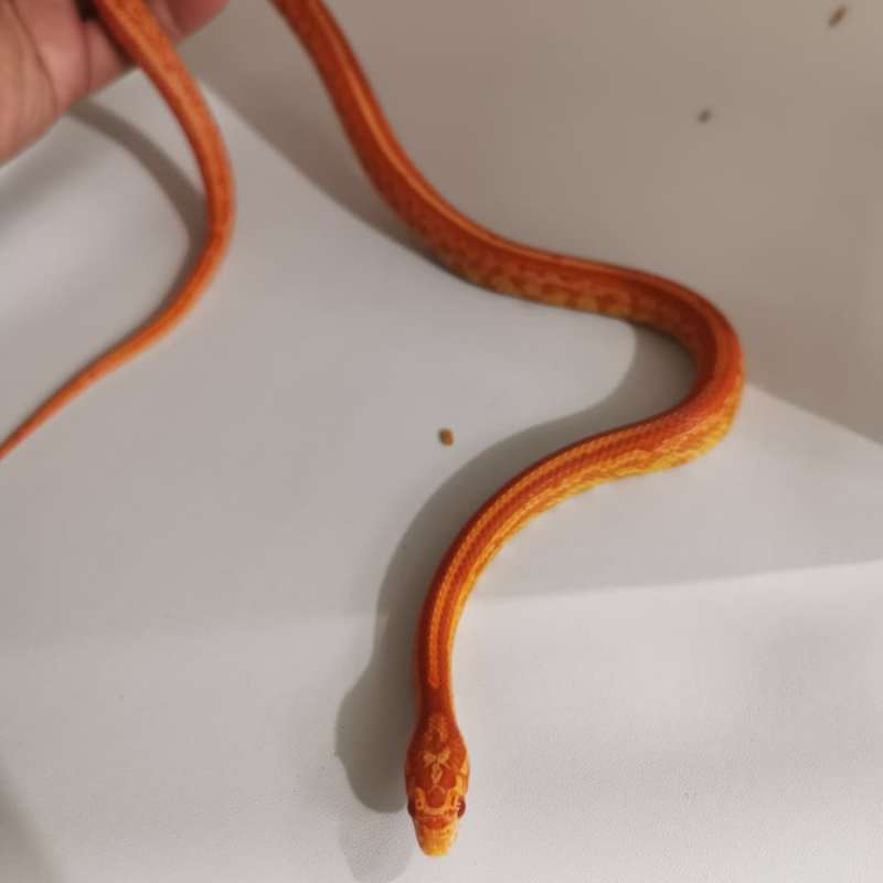 Cornsnake Amel Tessera Het Diffused pos Masque (II)
