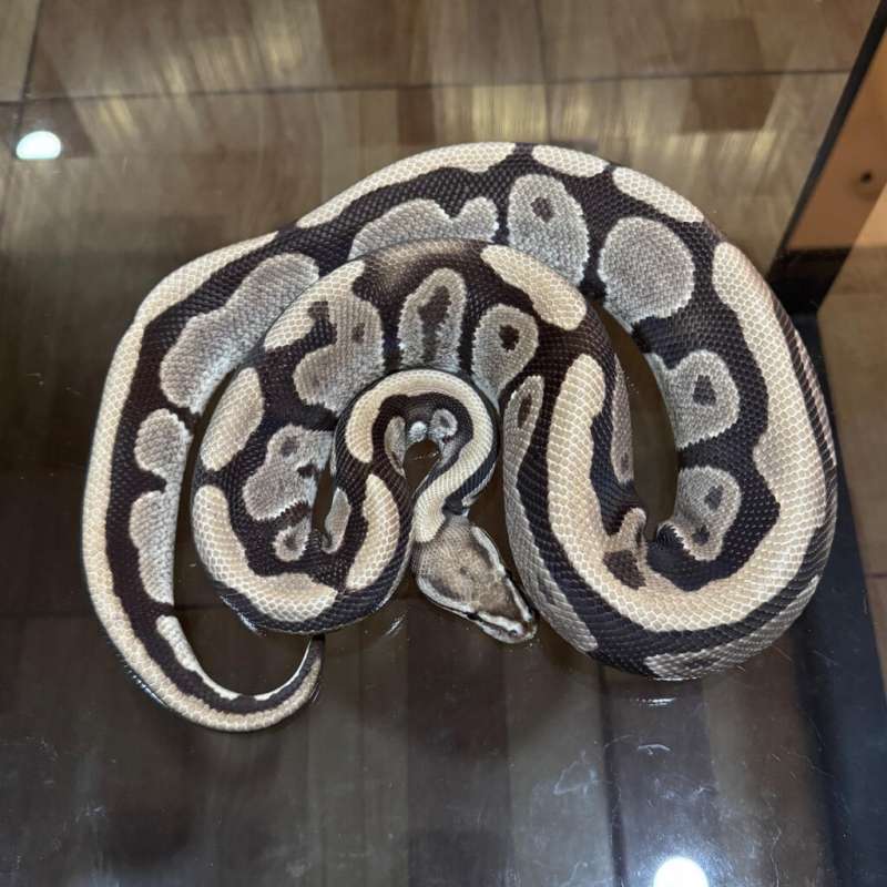 Fire het genetic stripe