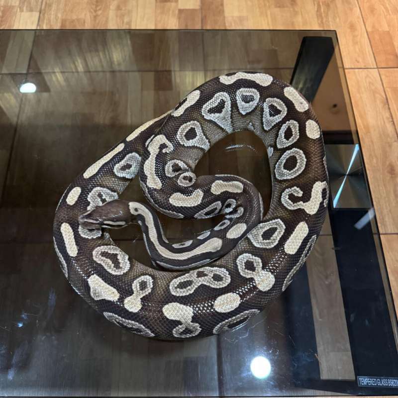 Mojave het lavender female