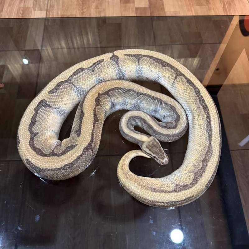 Lesser enchi pinstripe female