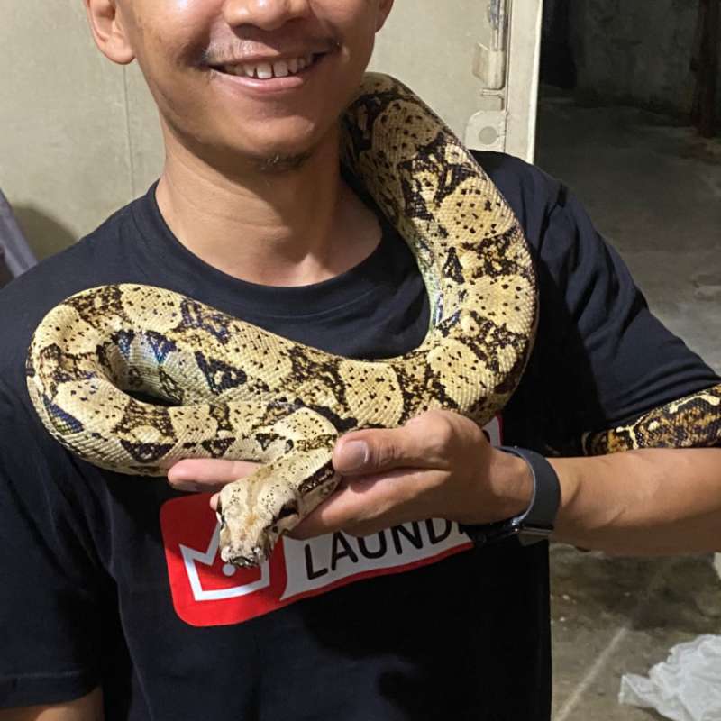 Boa BCI Male 1,7 meter